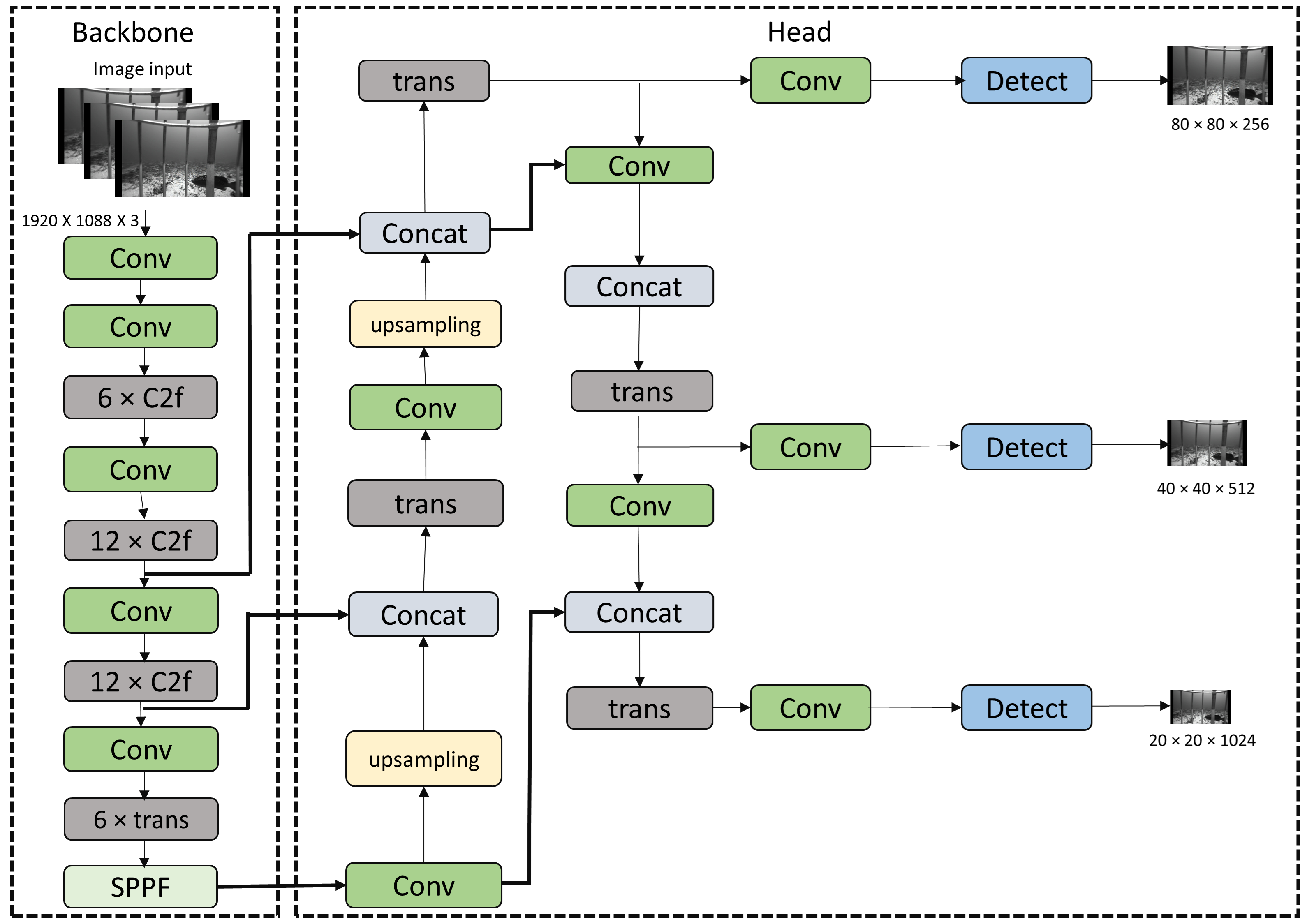 YOLOv8 transformer-enhanced fish recognition model