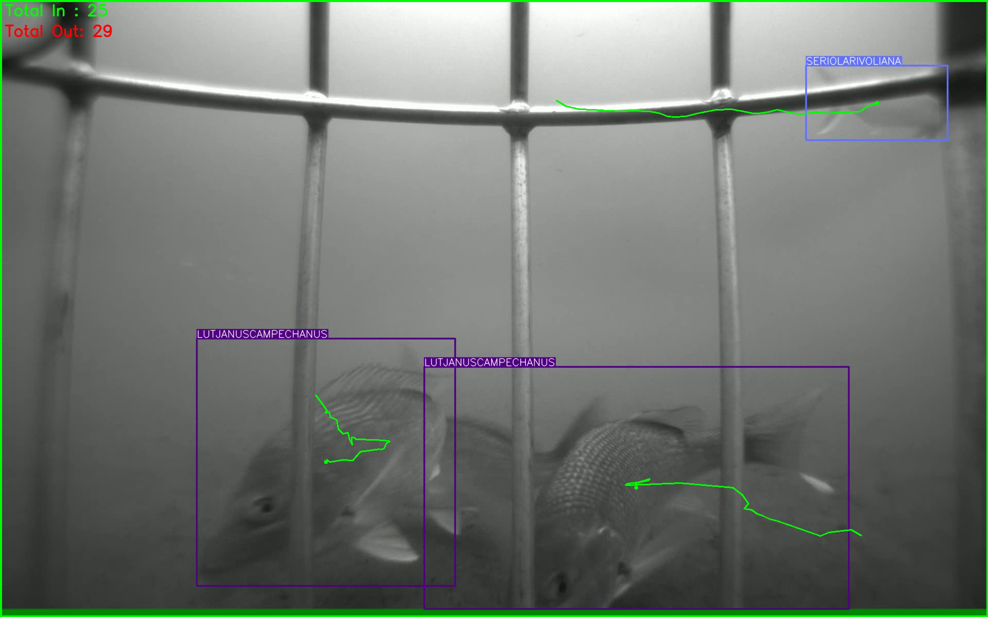 Multifish tracking visualization